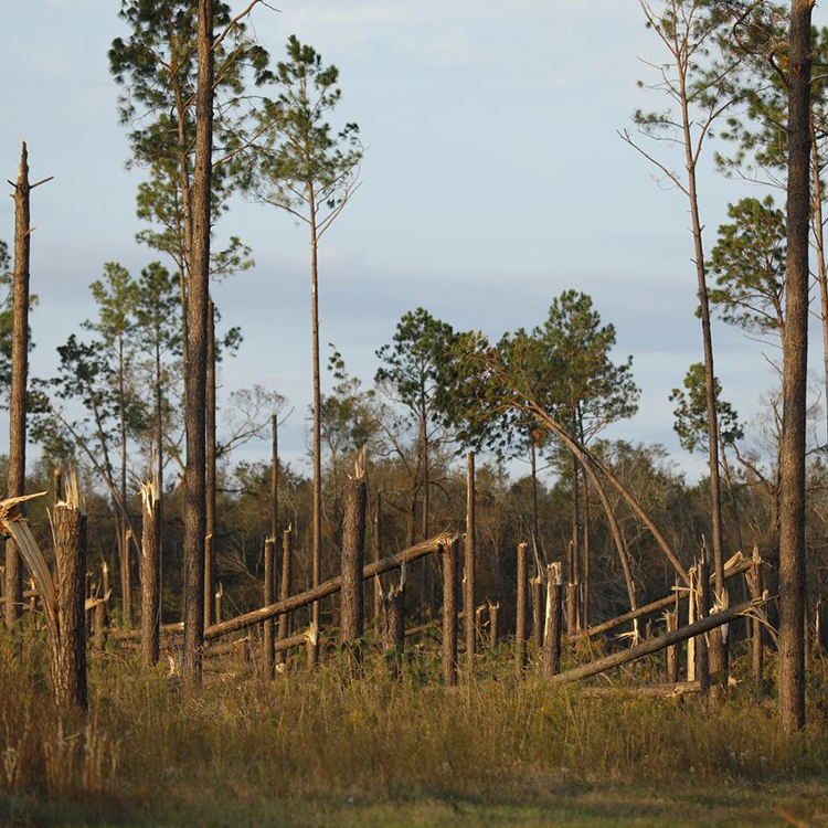 UGA Economist Believes Georgia Farmers Need Financial Relief Immediately